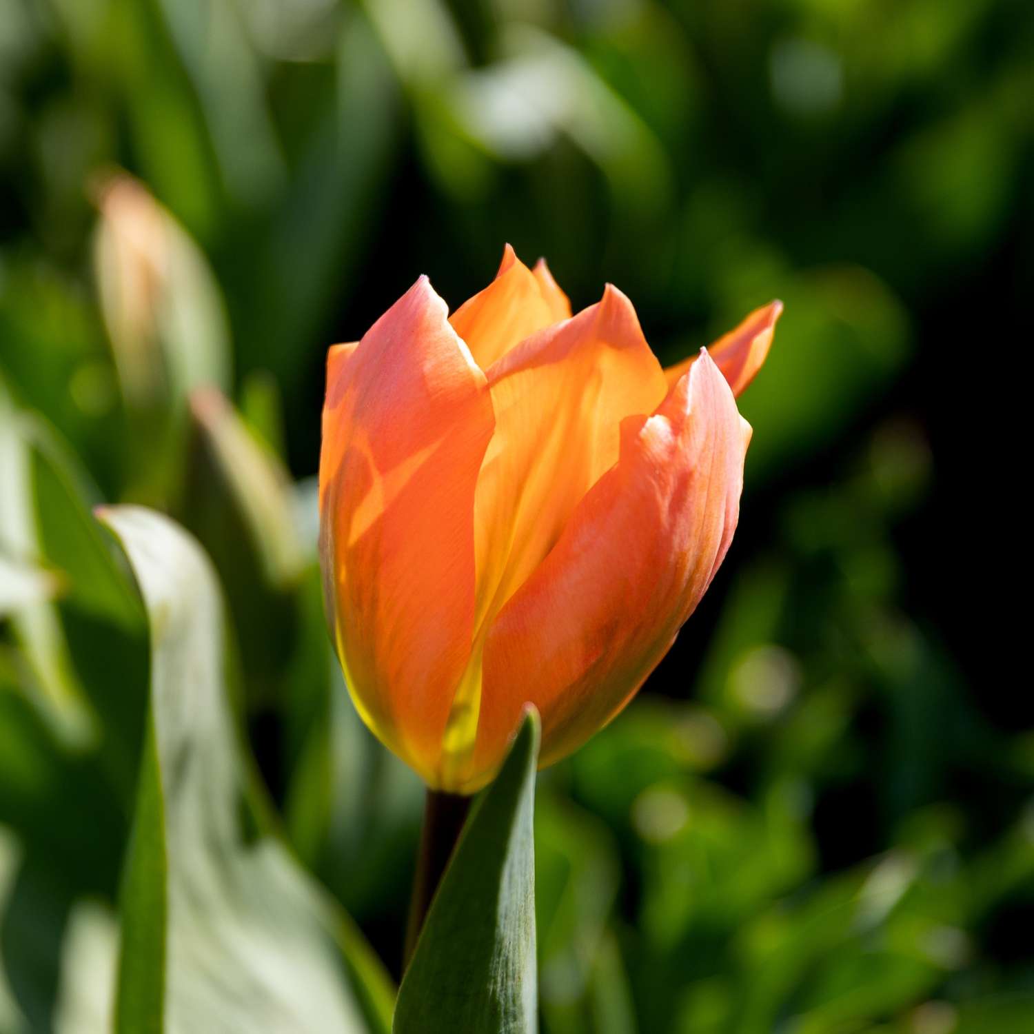 Tulppaani 'Orange Emperor'